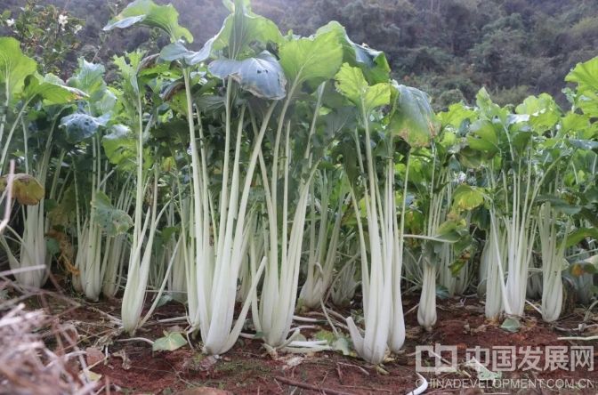 浙江金華開發區：“高腳白”變成致富“金鑰匙”，全產業鏈賦能鄉村振興