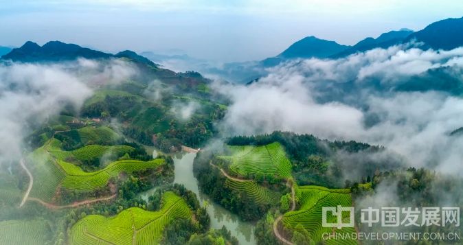 浙江：武義這片“金葉子”成全省典型