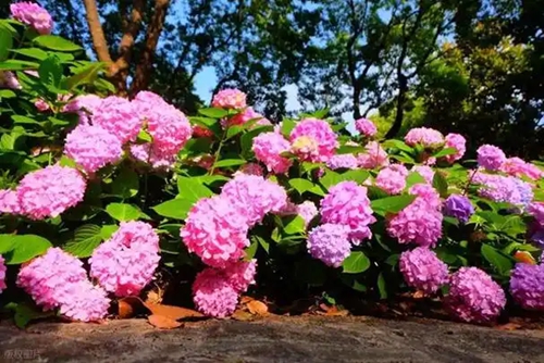 西安5個繡球?qū)僦参镄缕贩N躋身“國家名錄”