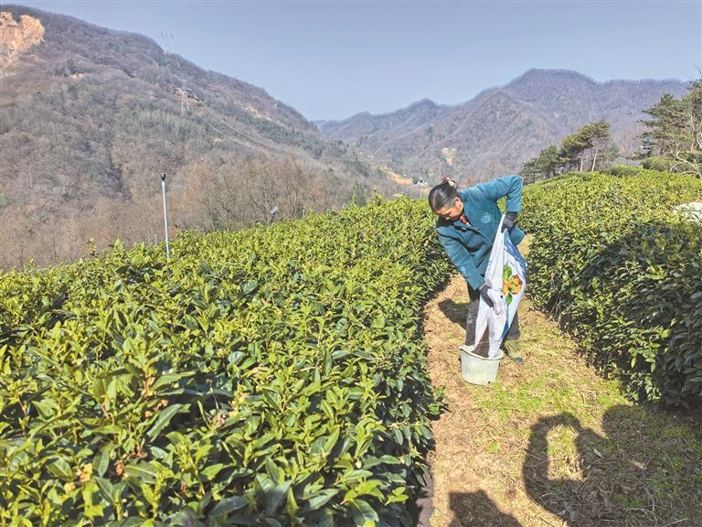 略陽(yáng)：為鄉(xiāng)村振興開(kāi)出綠色“致富方”